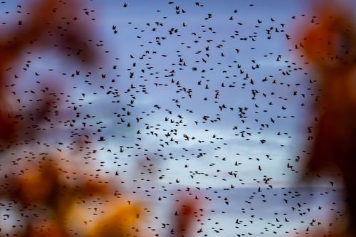 Starenschwarm in der Weinlage Wolfsheimer Osterberg