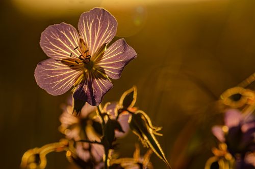 Storchenschnabel im Gegenlicht der untergehenden Sonne zwischen Stadecken-Elsheim und Jugenheim
