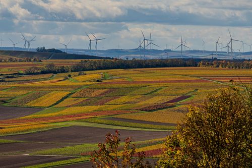 Blick aus der Weinlage Hahnheimer Moosberg