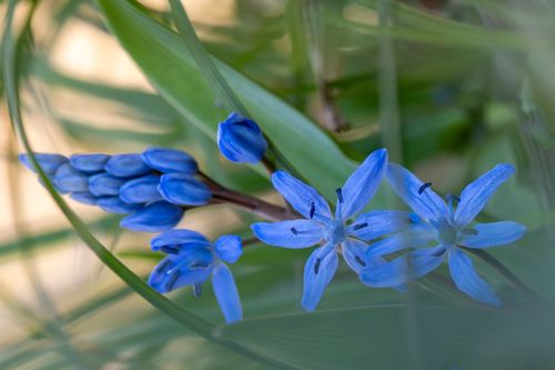 Blausternchen im Wald bei Ober-Hilbersheim