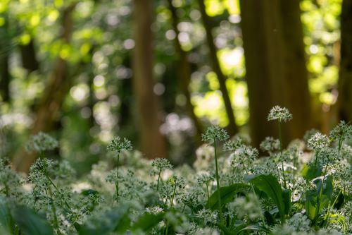 Blühender Bärlauch im Wald bei Jugenheim
