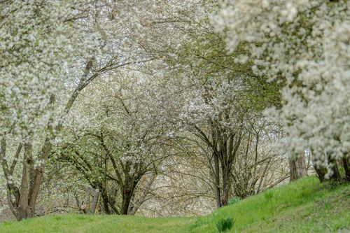 Blühende Streuobstwiesen bei Nieder-Hilbersheim