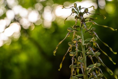 Bocks-Riemenzunge auf den schattigen Magerwiesen des Bleichkopfs bei Jugenheim