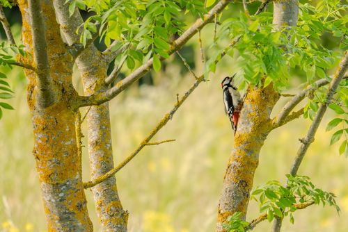 Buntspecht im Feldrain bei Jugenheim