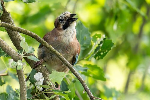 Eichelhäher am Altrheinsee bei Eich