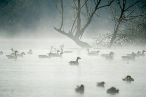 Graugänse im Morgennebel auf der Selz im Landschaftsschutzgebiet An der Lausau bei Sörgenloch