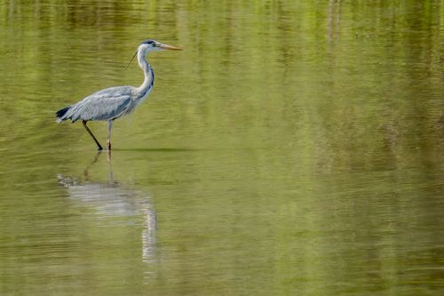 Graureiher im Landschaftsschutzgebiet Hohenberg an der Selz bei Nieder-Olm