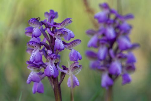 Kleines Knabenraut im Landschaftsschutzgebiet Höll-Martinsberg bei Siefersheim