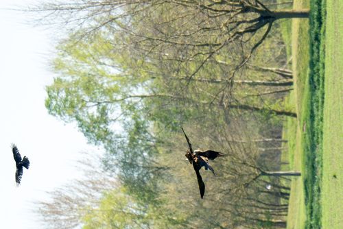Mäusebussarde beim Balzflug über den Rheinwiesen bei Hamm