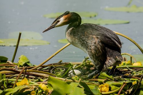 Nest eines brütenden Haubentauchers auf dem Altrheinsee bei Eich