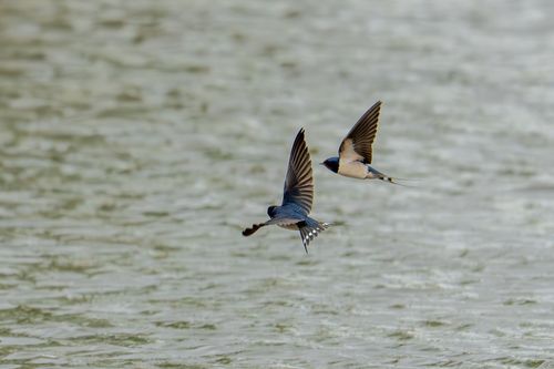 Rauchschwalben bei der Insektenjagd über der Selz bei Hahnheim