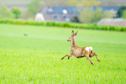 Reh in den Feldern bei Hahnheim