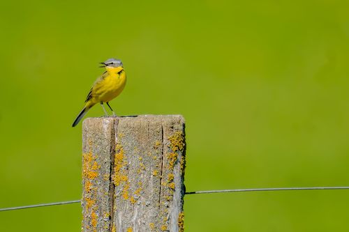 Schafstelze im Selztal bei Nieder-Olm