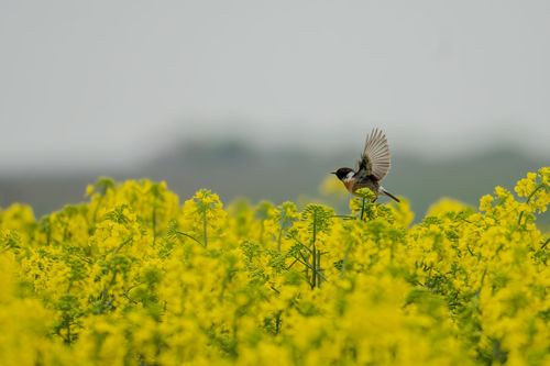 Schwarzkehlchen in den blühenden Rapsfeldern bei Stadecken-Elsheim