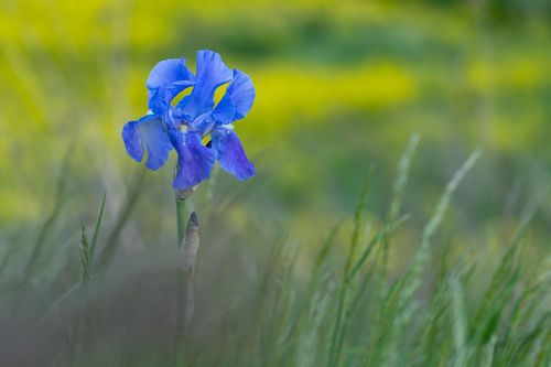 Schwertlilie in einer Wildblumenwiese in der Weinlage Goldberg bei Jugenheim