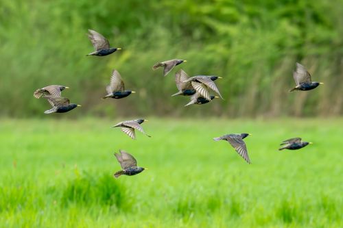 Stare in den Uferwiesen der Selz im Hahnheimer Bruch