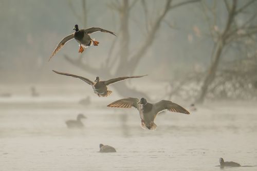 Anfliegende Stockenten im sonnigen Morgennebel an der Selz bei Sörgenloch