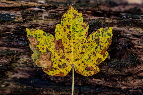 Ahornblatt am Eschbach bei Dannenfels am Donnersberg