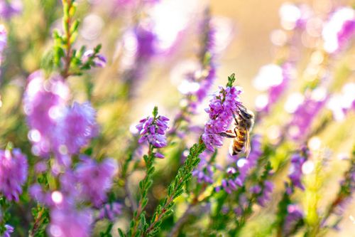 Biene in der blühenden Heide auf dem Horn bei Siefersheim