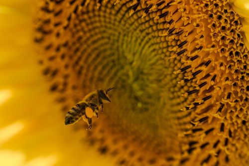 Biene im Sonnenblumenfeld bei Selzen