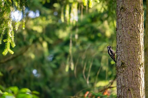Buntsprecht beim ehemaligen Forsthaus Vorholz bei Offenheim