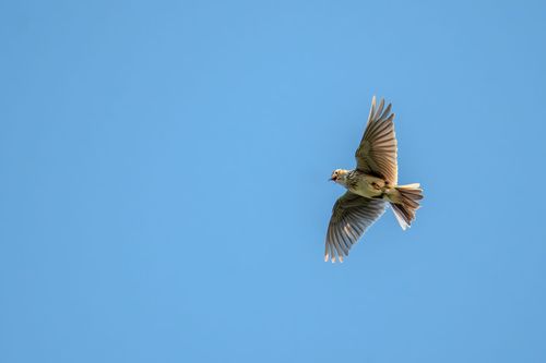 Feldlerche während der Balz im Singflug bei Vendersheim