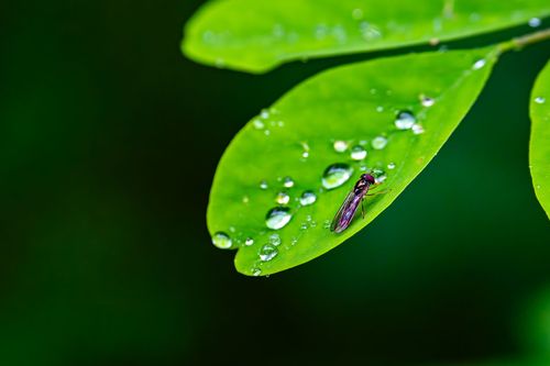 Fliege im Regen im Laubenheimer-Bodenheimer Ried