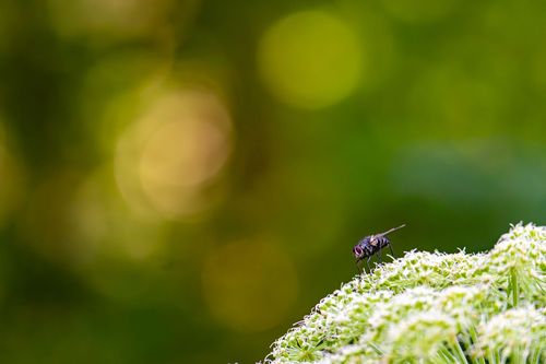 Fliege auf einer Wilden Möhre im Wald bei Offenheim