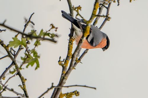 Gimpel bei Dittelsheim-Heßloch