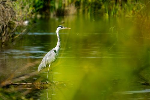 Graureiher an der Selz im Landschaftsschutzgebiet An der Lausau