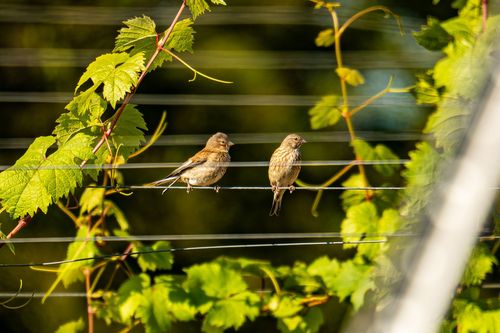 Hänflingpärchen in den Weinbergen bei Siefersheim