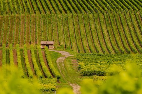 Weinbergshäuschen Villa Niedlich in den Weinbergen von Wörrstadt