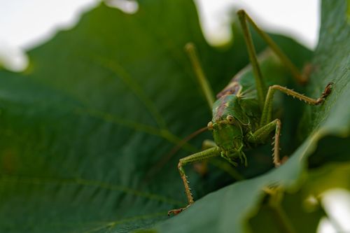 Grünes Heupferd in den Weinbergen bei Dittelsheim-Heßloch