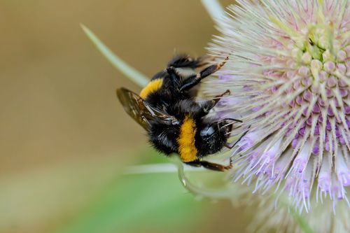 Hummel im Hahnheimer Bruch