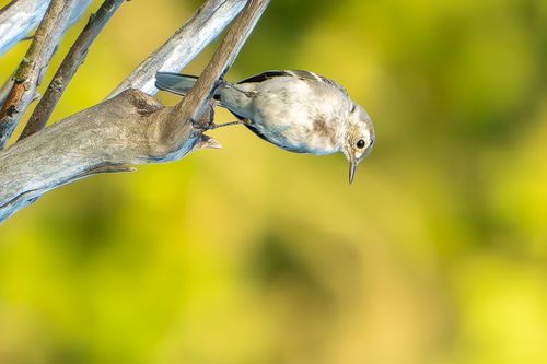 Junge Bachstelze im Abendlicht im Laubenheimer-Bodenheimer Ried