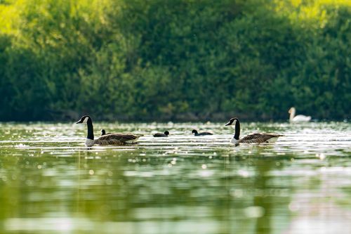 Kanadagänse im Abendlicht auf dem Althreinsee bei Eich