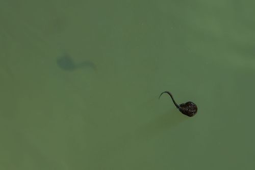 Kaulquappe in einem Tümpel im Wiesbachtal bei Oberwiesen