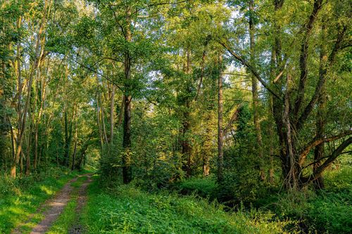 Landschaftsschutzgebiet Am Totenweg im Selztal bei Stadecken-Elsheim