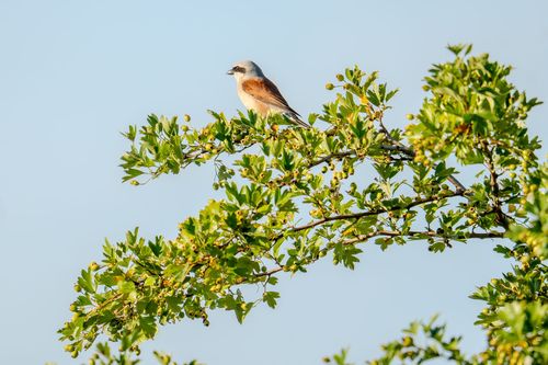 Neuntöter am Rheinufer bei Hamm