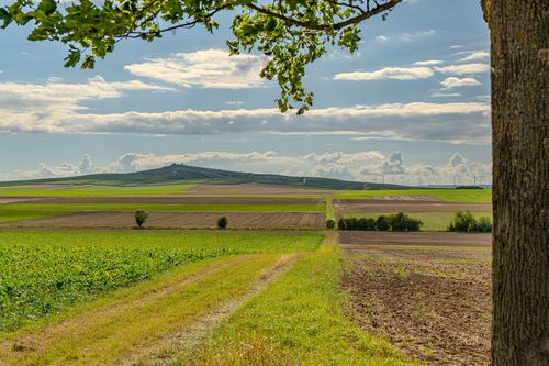 Blick auf den Petersberg über die Felder bei Weinolsheim