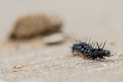 Raupe des Pfauenauges auf einem Feldweg zwischen Wörrstadt und Partenheim