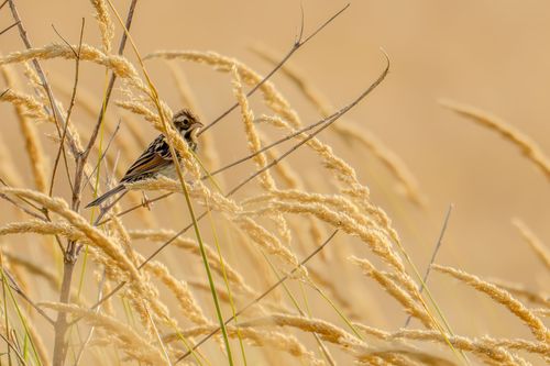 Rohrammer im Hahnheimer Bruch