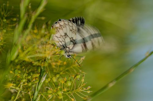 Schachbrett in einer Wildblumenwiese in den Weinbergen bei Vendersheim