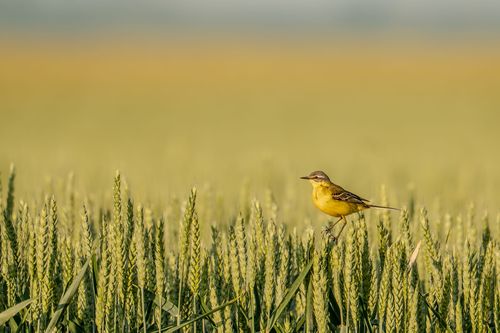 Schafstelze in den Getreidefeldern bei Vendersheim