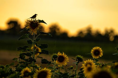 Schafstelze im Sonnenblumenfeld zum Sonnenuntergang bei Sörgenloch
