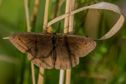 Ochsenauge im Landschaftsschutzgebiet an der Lausau bei Sörgenloch