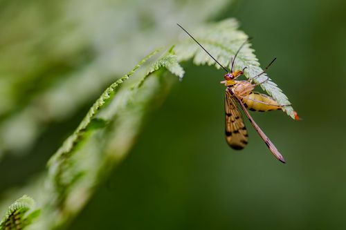 Skorpionsfliege im Wald bei Orbis