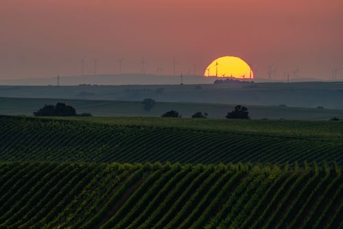 Sonnenuntergang über den Weinbergen von Gau-Odernheim