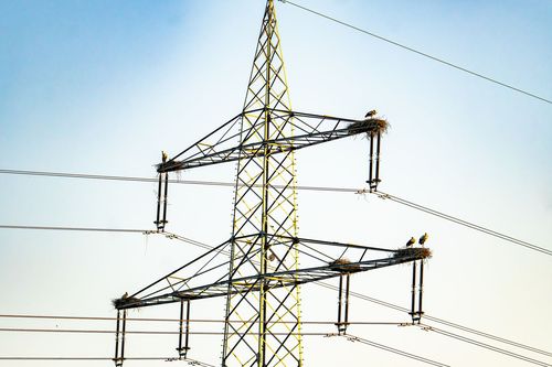 Storchennester auf den Strommasten im Laubenheimer-Bodenheimer Ried