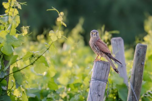 Turmfalke in den Weinbergen des Höllbergs bei Wöllstein